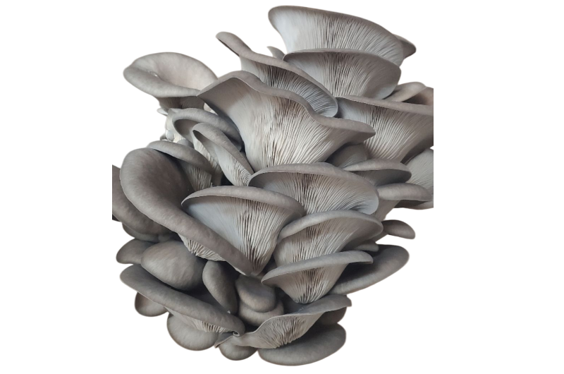 New Path Farm Local Blue Oyster Mushrooms