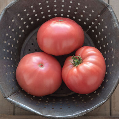 Heirloom Tomatoes (OS)