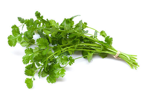 Chef's Harvest Cilantro