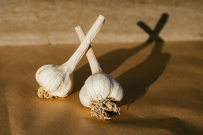Garlic