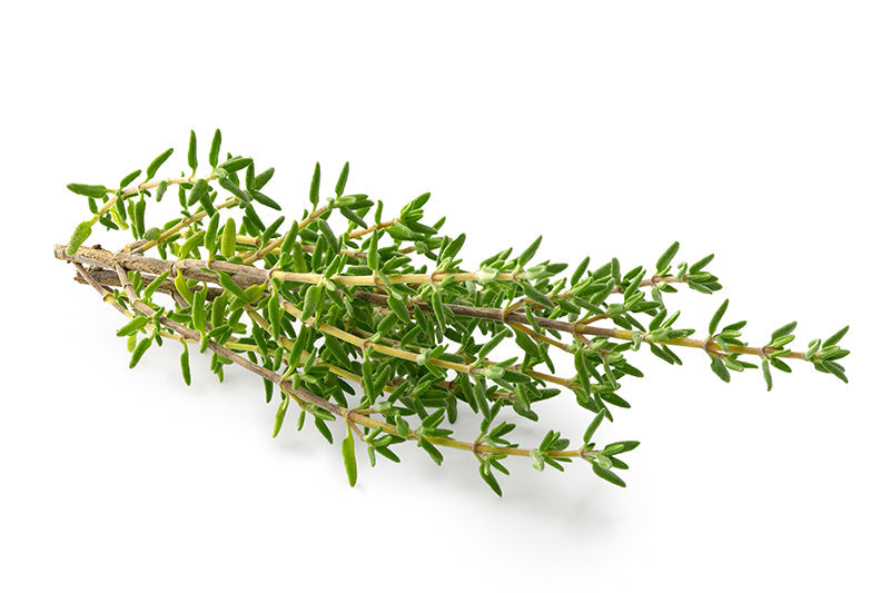 Herb Thyme