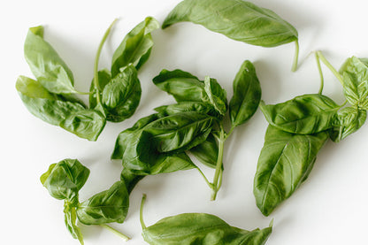 Chef's Harvest Genovese Basil
