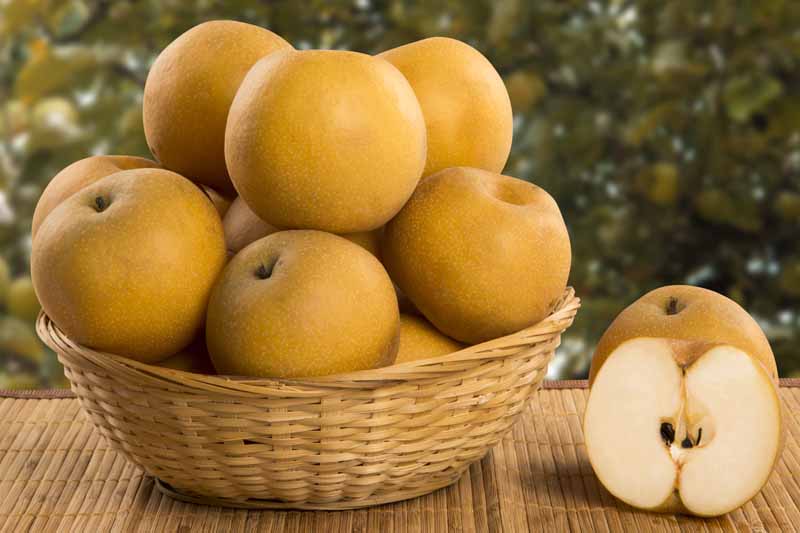 Asian Pears