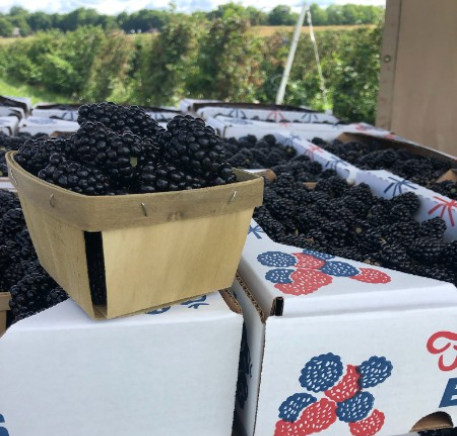 Blackberries