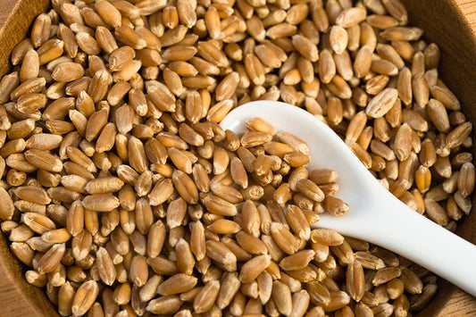 Stutzman Farms Organic Hard Red Wheat Berries