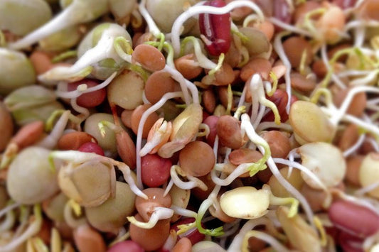 Sunsprout Living Legumes