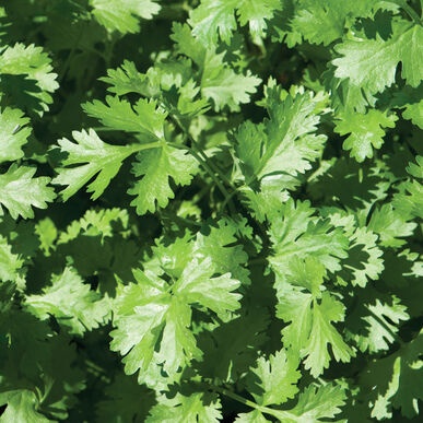 Cilantro (OS)