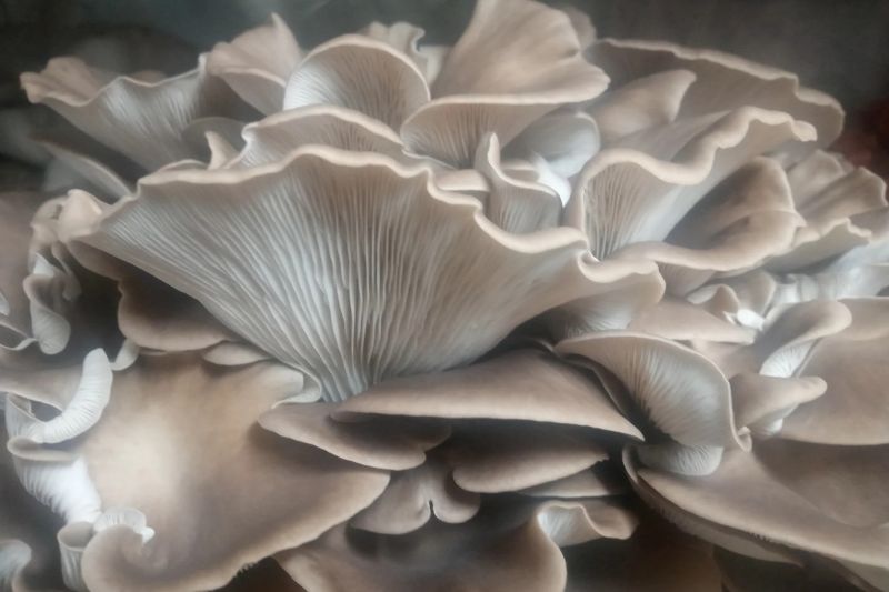 Italian Oyster Mushroom