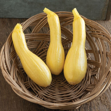 Yellow Straightneck Squash (OS)