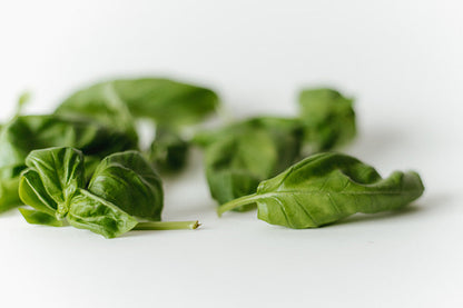 Chef's Harvest Genovese Basil