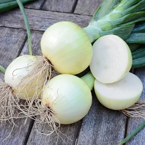 Candy Onions (OS)