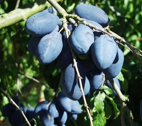 Long John Prune Plums