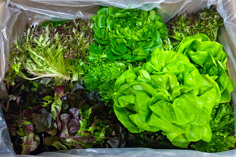 Chef's Harvest YB Lettuce Mix (CASE)