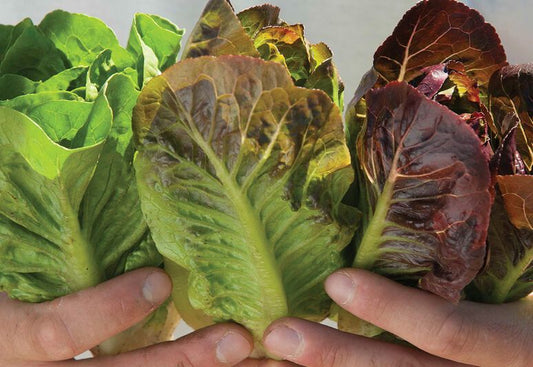 Mini Romaine