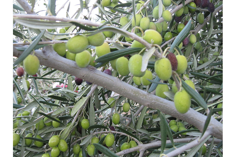 Olive Scene Extra Virgin Olive Oil Coratina