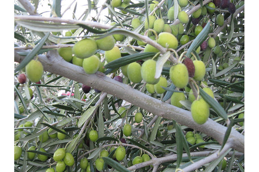 Olive Scene Extra Virgin Olive Oil Coratina