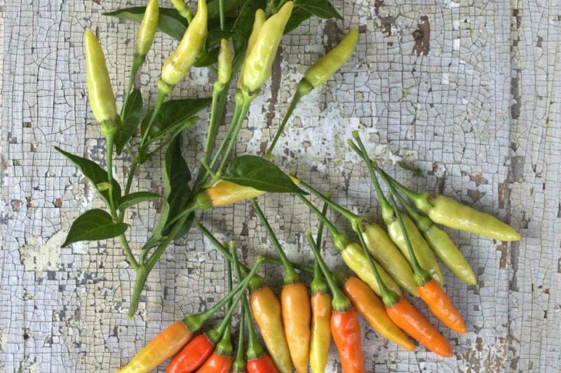 Tabasco Peppers