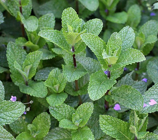 Fresh  Mint (OS)