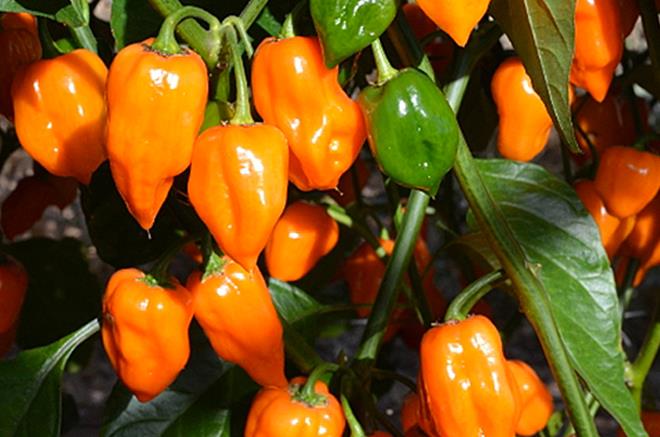 Habanero Peppers (OS)
