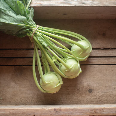 Green Kohlrabi (OS)