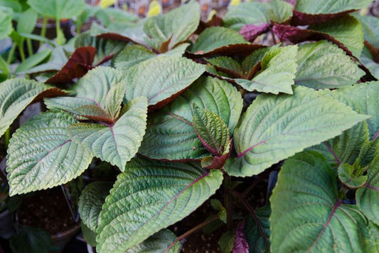 Shiso Asian Mint (OS)
