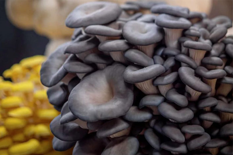Pennsylvania Oyster Mixed Mushrooms Conventional