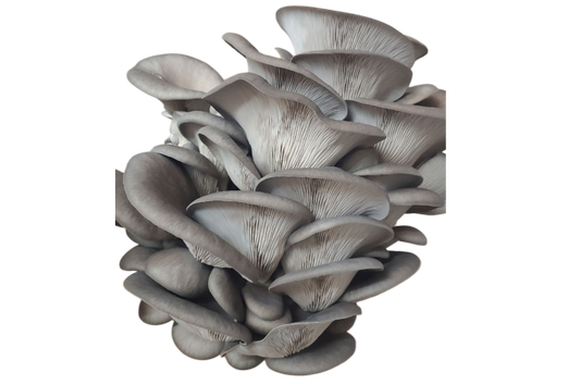 New Path Farm Local Blue Oyster Mushrooms