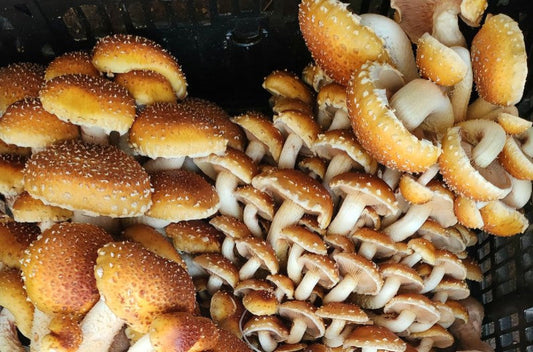 New Path Farm Local Chestnut Mushrooms