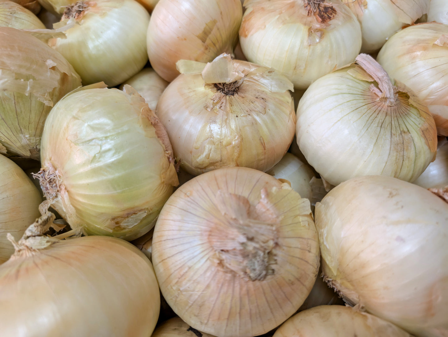 Candy Onions (Case)