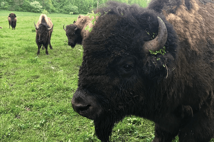Cherokee Valley Bison Ranch