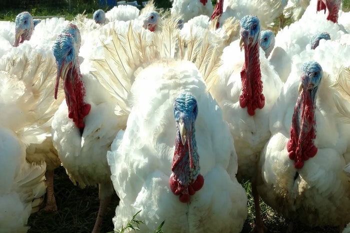 Green Acres Organics