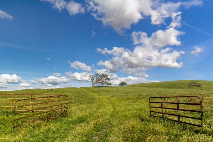 Tall Grass Ranch
