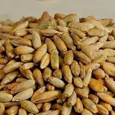 Stutzman Farms Organic Rye Berries