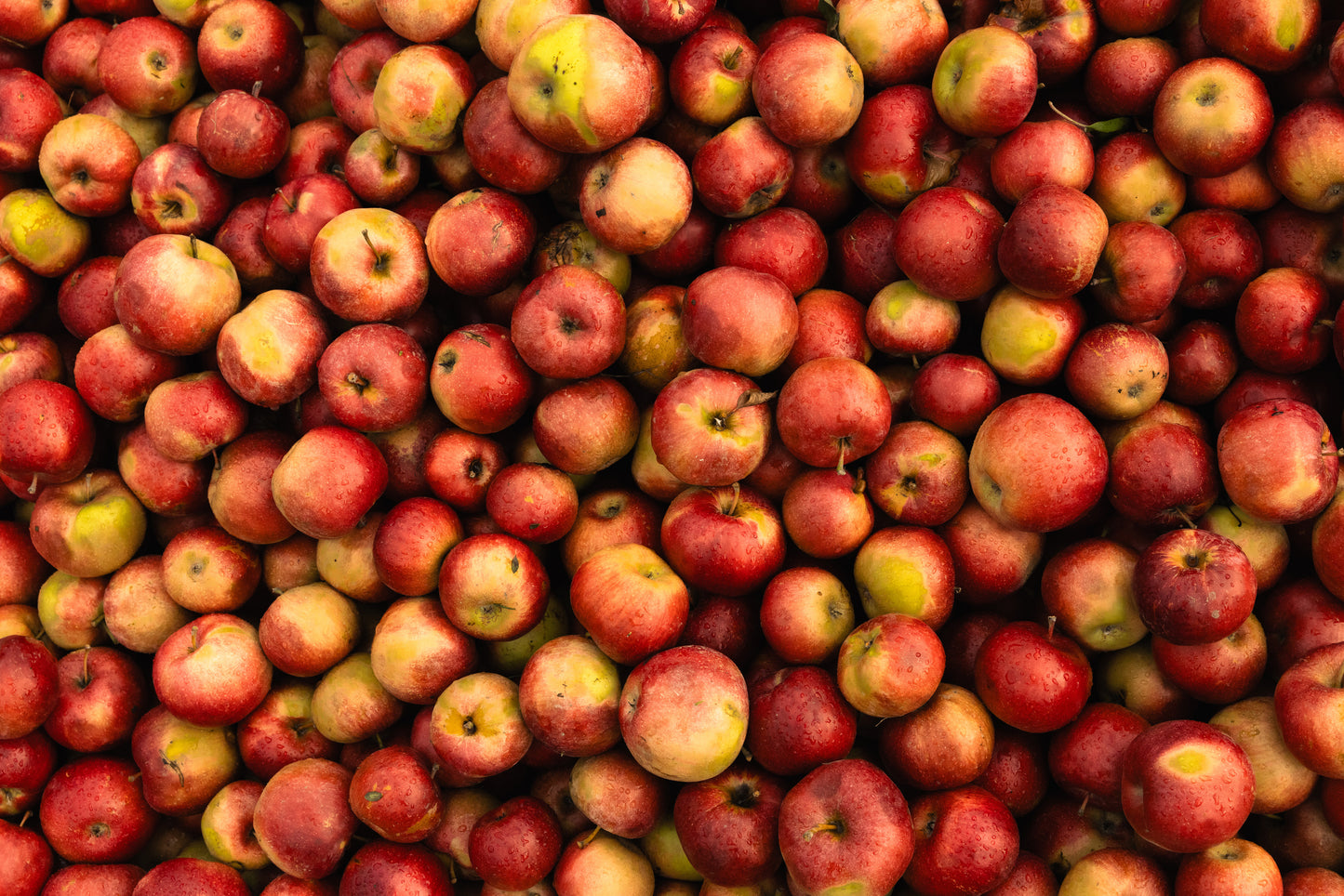 Seconds Apples