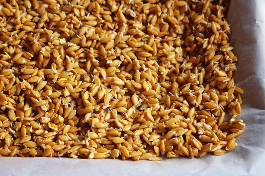 Stutzman Farms Organic Sprouted Einkorn Berries