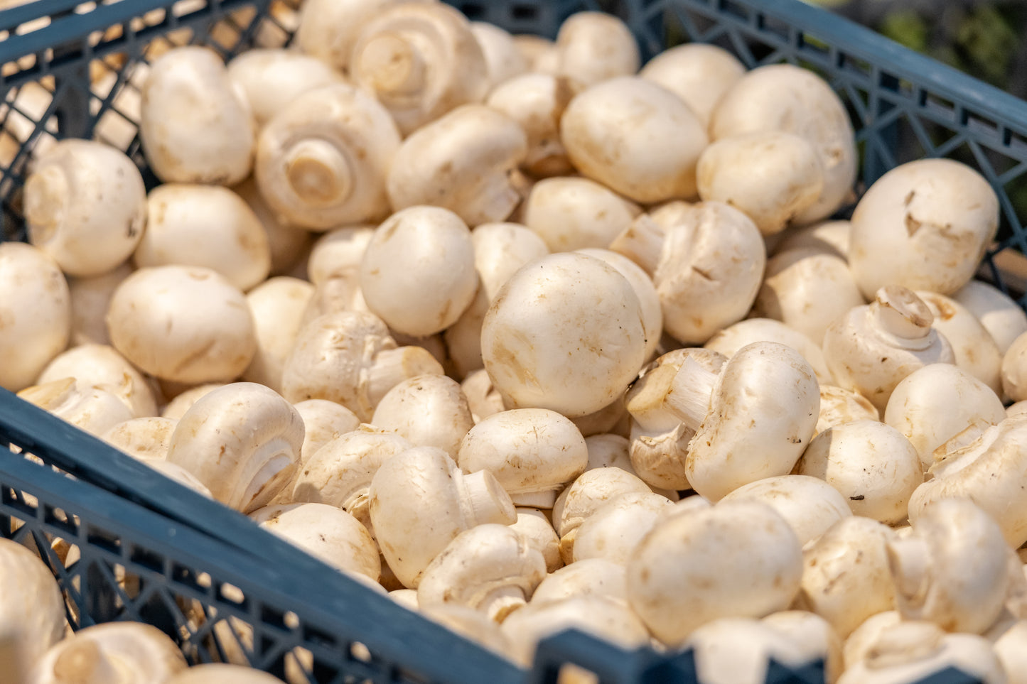 Pennsylvania White Button Mushrooms Conventional