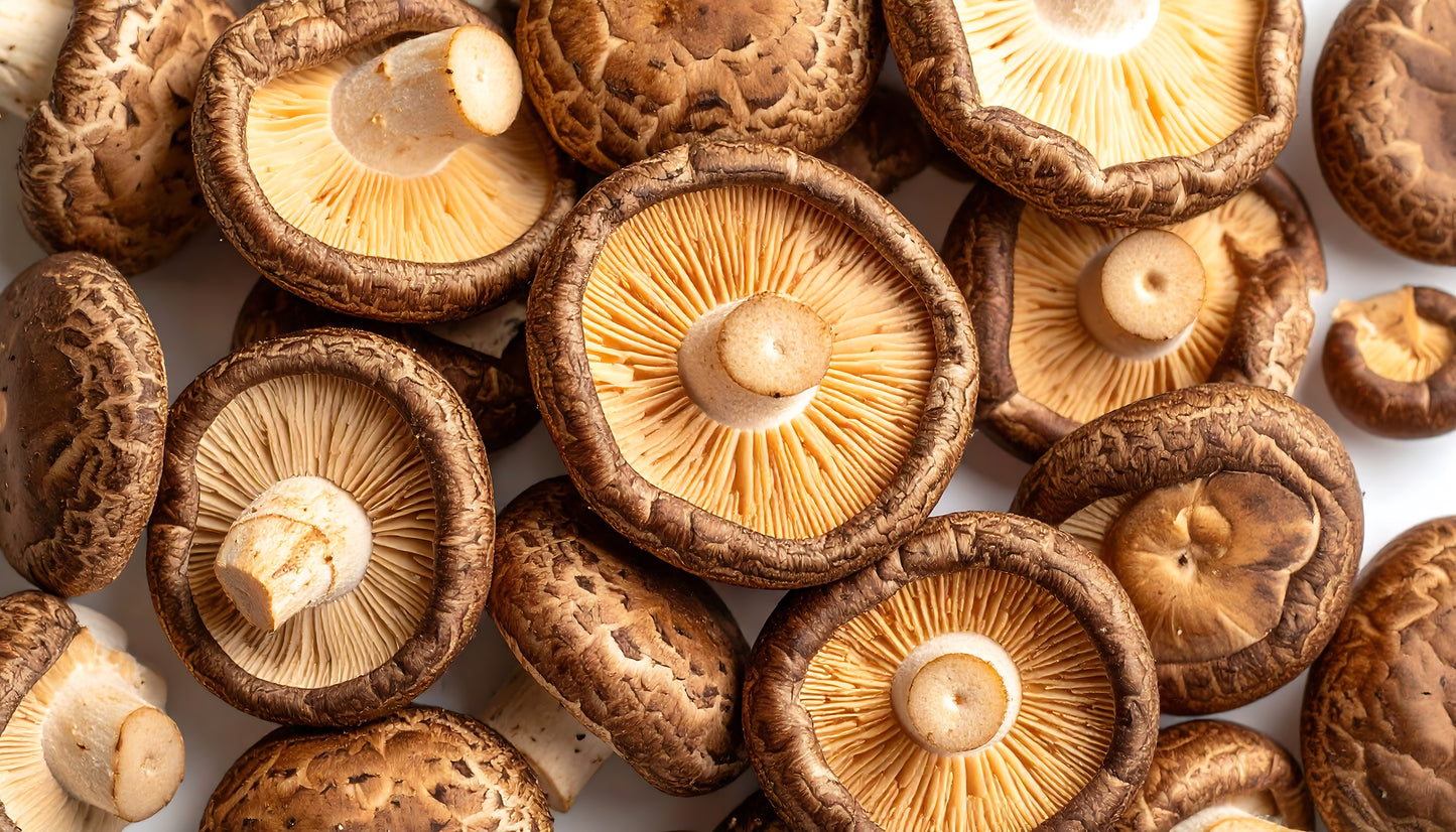 Pennsylvania Shiitake Mushrooms Organic