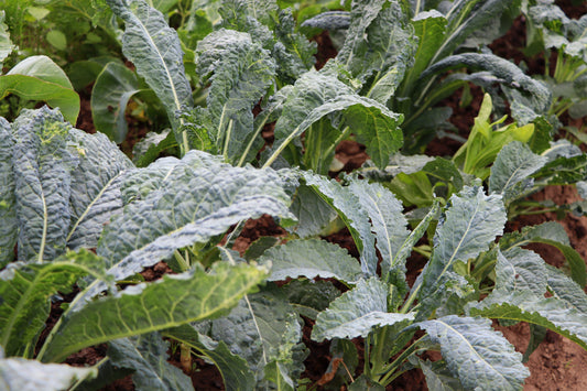Lacinato Kale (OS)