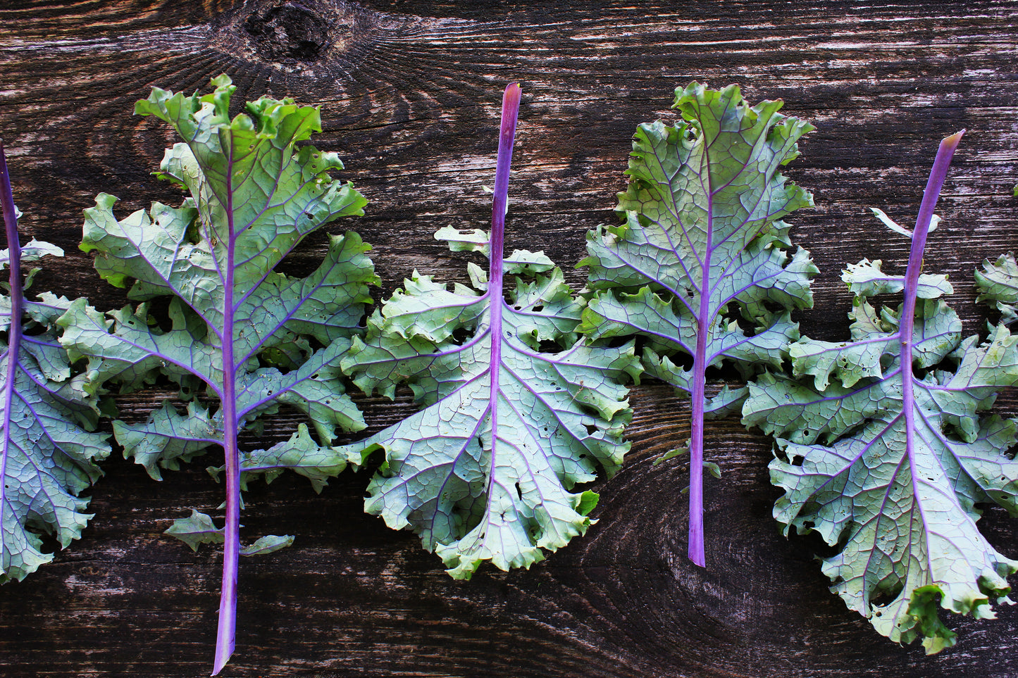 Scarlet Curly Kale (OS)