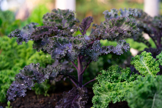 Scarlet Curly Kale (OS)