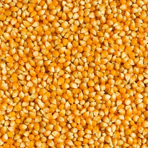 Stutzman Farms Organic Whole Corn